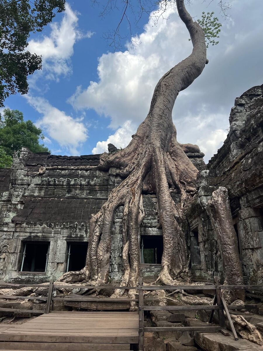 Massive tree roots growing over the ancient stone temple of Ta Prohm in Cambodia under a blue sky