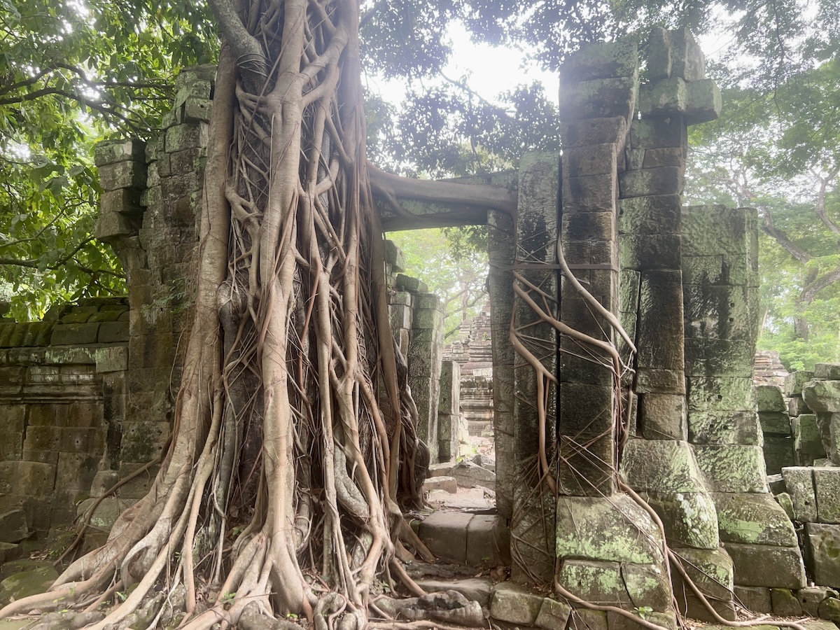 Massive tree roots engulfing the stone doorway of a hidden Angkor temple ruin in Cambodia, blending nature and history in a striking jungle scene.