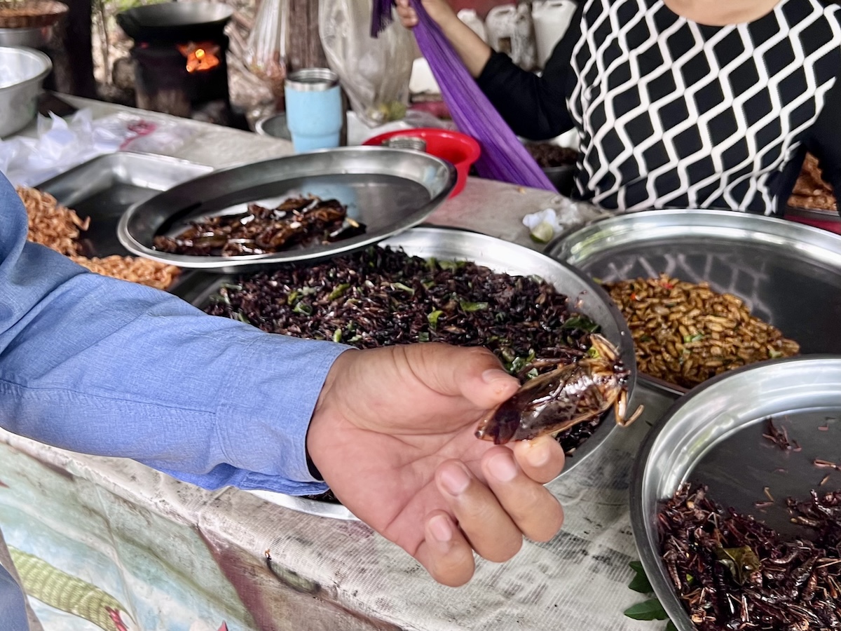 Close-up of a person holding a fried giant water bug at a Cambodian market stall, with trays of cooked crickets, grasshoppers, and silkworm larvae on display.