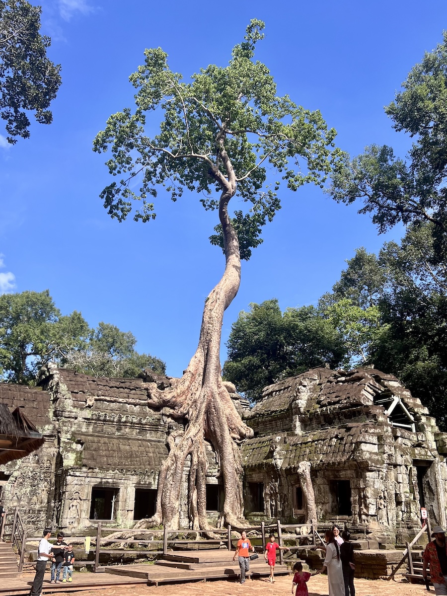 Ta Prohm Temple with Giant Tree Roots, Angkor Massive tree growing over the ancient stone ruins of Ta Prohm temple in Angkor, Cambodia, with visitors exploring the site under a bright blue sky.<br />